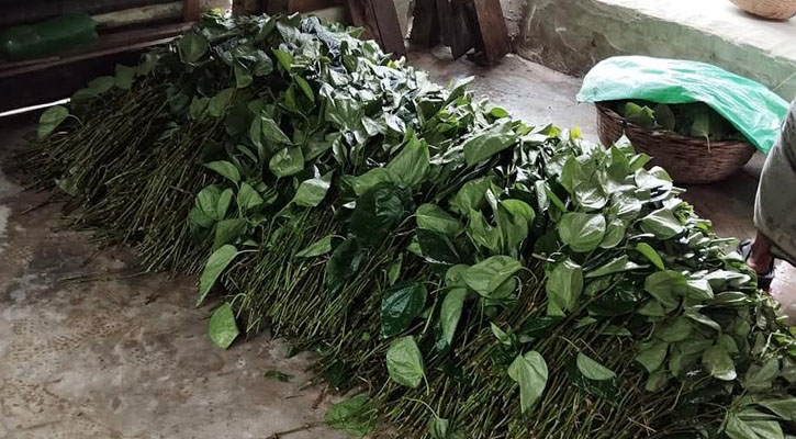 পান বরজে দুর্বৃত্তদের হানা, ক্ষতি ২ লাখ টাকা 5 1719585919.1
