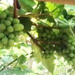 রাজাপুরে কলেজছাত্রকে কুপিয়ে হত্যা