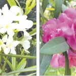 আমি শিক্ষার্থীদের রাজাকার বলিনি : প্রধানমন্ত্রী