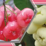 ডিআইজি জামিলের অবৈধ সম্পত্তি অনুসন্ধানে দুদকে আবেদন