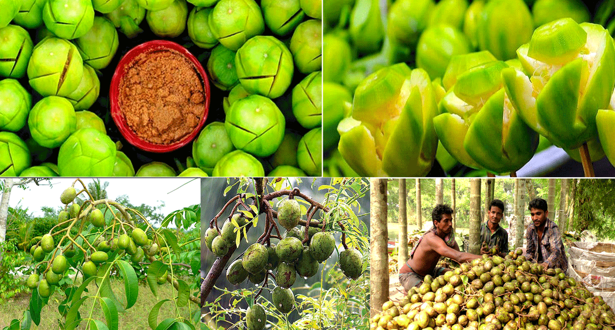 Barisal Amra আমড়া