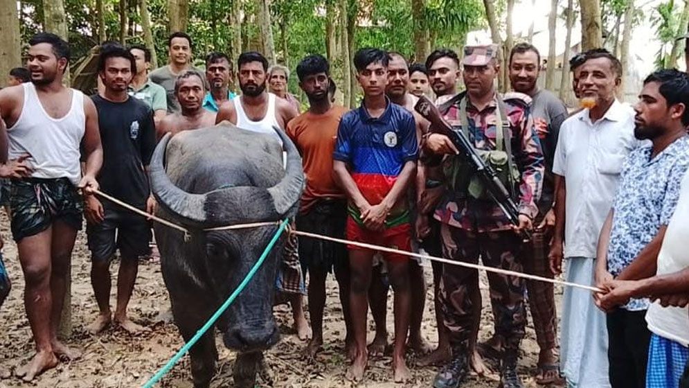হারিয়ে যাওয়া কুরবানির মহিষ ভারত থেকে ফেরত আনল বিজিবি 5 Untitled 1 6845c7e5dadce