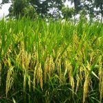 গাজায় মানবিক বিপর্যয় : ইসরাইলের বিরুদ্ধে কঠোর পদক্ষেপ নেবে ইইউ