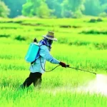 দিনাজপুরে দেড়শ কোটি টাকার আম বিক্রির আশাবাদ