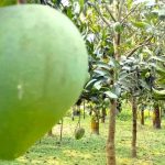 ইরান-ইসরায়েল: সামরিক শক্তিতে কে এগিয়ে?