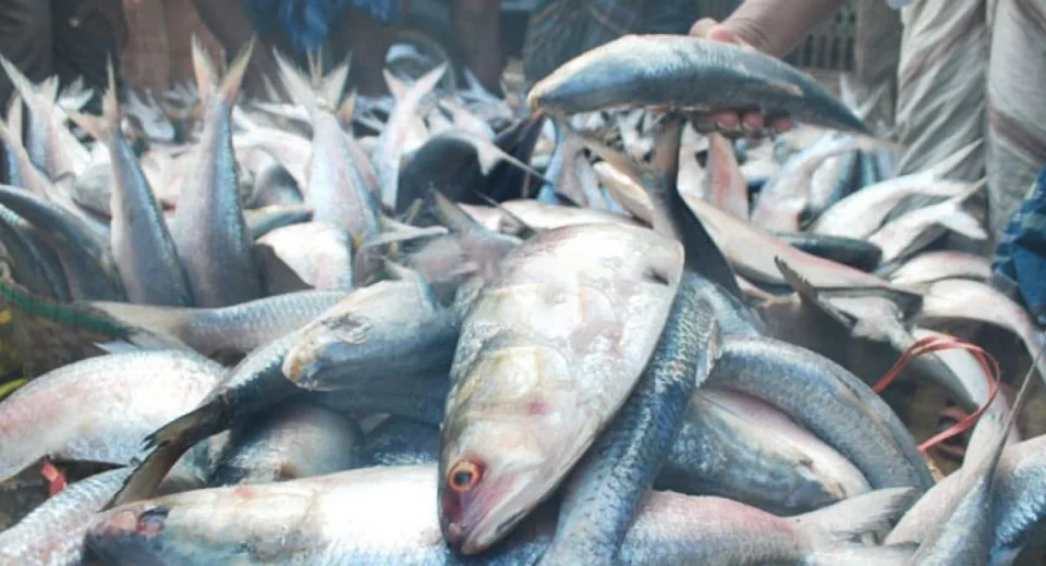 ইলিশের দাম বেশি,মৌসুম শুরু হলেও কমেনি দাম 11 1691239193