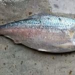 মার্কিন বাণিজ্য টিমের ভারত সফর বাতিল