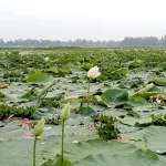 ভোলাগঞ্জের সাদা পাথর কোথায় গেল?
