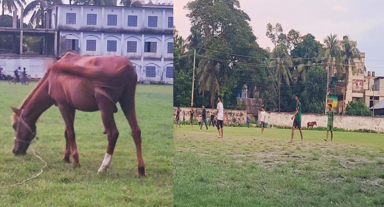 ঝালকাঠিতে খেলার মাঠে ঘোড়ার লাথিতে খেলোয়ার আহত 5 jkt
