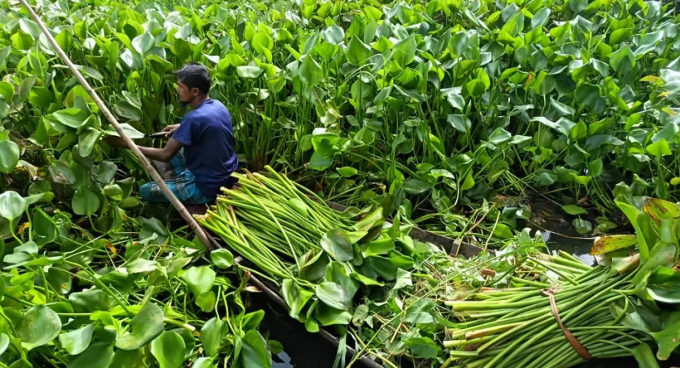 মানুষের জীবনে খুলে দিয়েছে কচুরিপানা 6 kacuripana