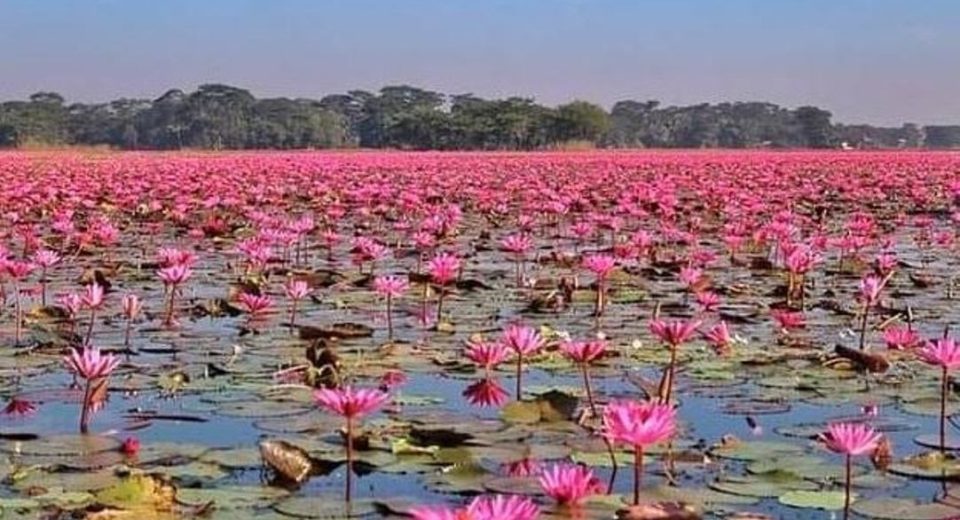লাল শাপলা