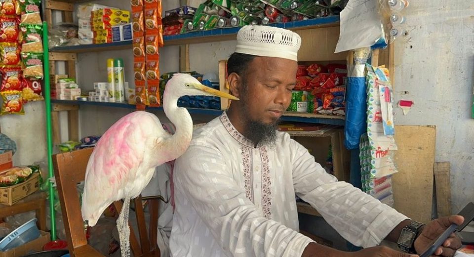 বক পোষ মানালেন বাউফলের হেমায়েত।