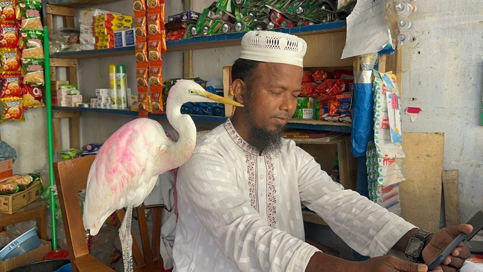 বক পোষ মানালেন বাউফলের হেমায়েত।