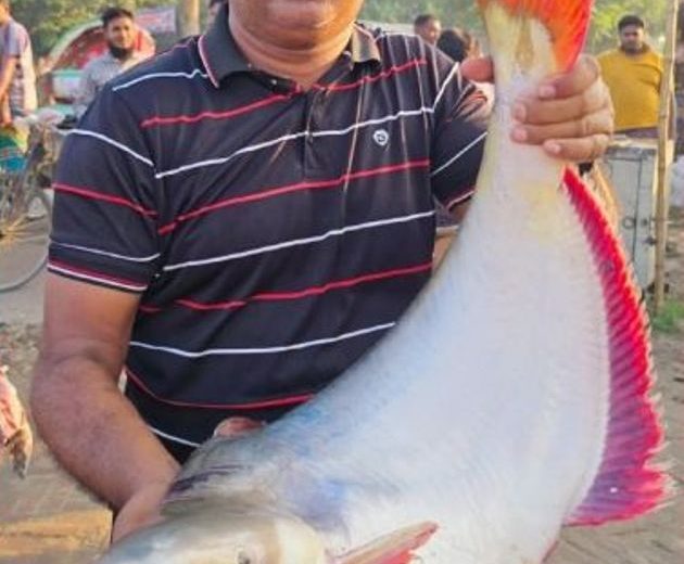 একটি পাঙ্গাশ দাম ৬৮ হাজার টাকা 12 রাজবাড়ী জেলার গোয়ালন্দের দৌলতদিয়ায় পদ্মা নদীর প্রায় ২৬ কেজি ওজনের একটি বড় পাঙ্গাশ মাছ নিলামে বিক্রি হয়েছে
