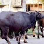 লালদিয়া ও পানগাঁও বন্দরের দায়িত্বে বিদেশি প্রতিষ্ঠান, চুক্তি নিয়ে প্রশ্ন